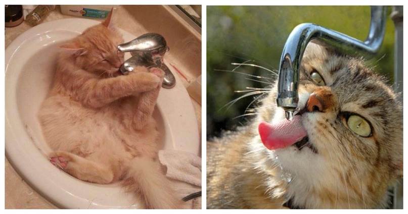 Почему кошка пьет много воды?