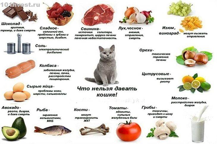 Чем кормить британских котят? чем нельзя кормить британских котят? :: syl.ru