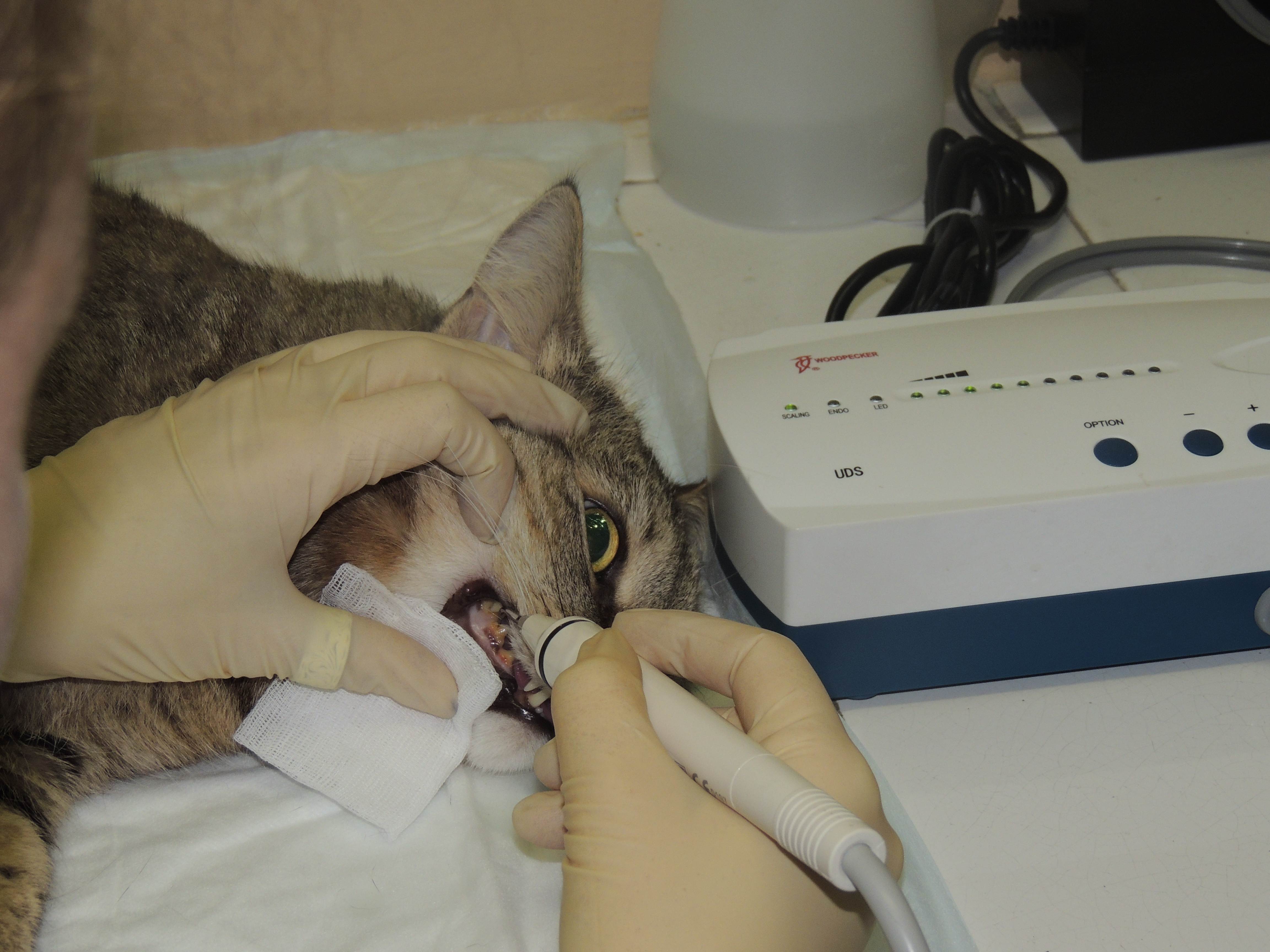 Болезни зубов у кошек: симптомы, признаки и причины | hill’s