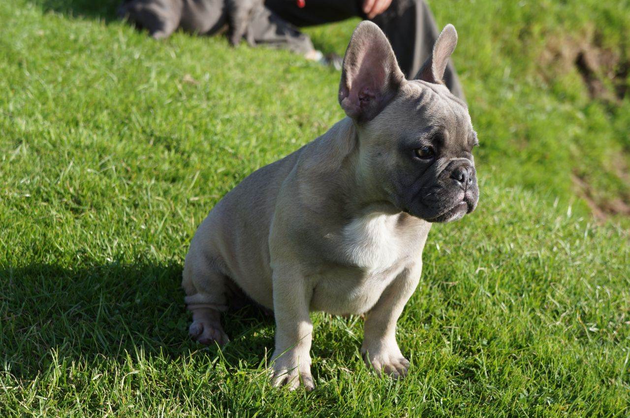 Французский бульдог — минусы и плюсы породы по отзывам владельцев, характеристика собаки