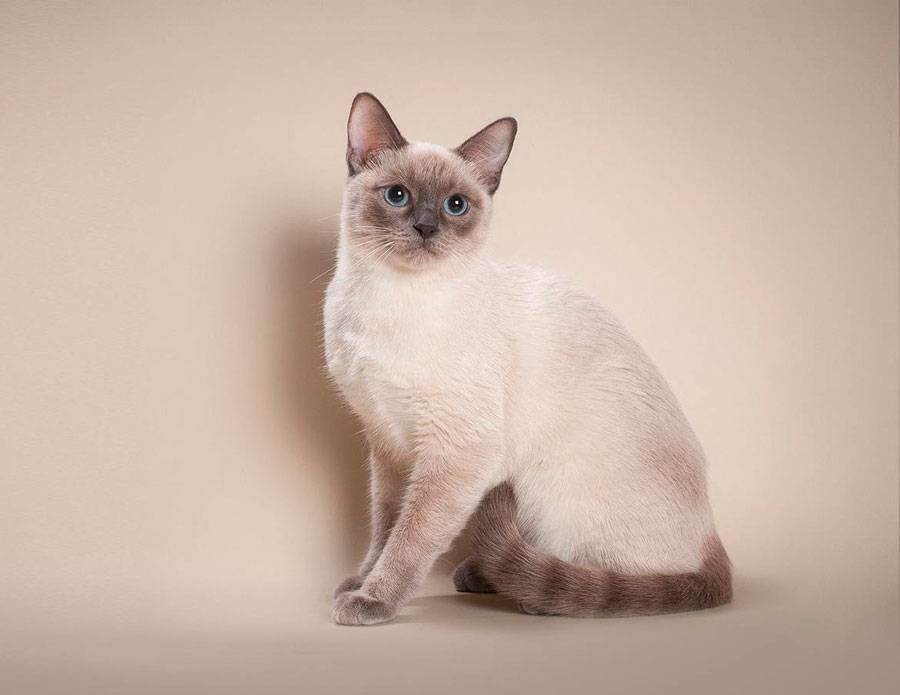 Сиамская кошка: описание породы, характер, отзывы и фото