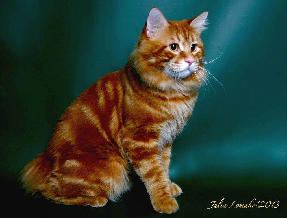 Кошка бобтейл — коротко о породе, окрас, повадки, правила ухода, кормежка + 77 фото