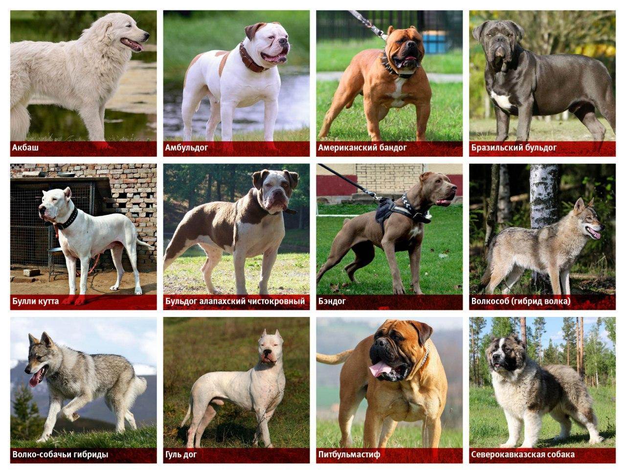 Породы собак — список с названиями и фото
