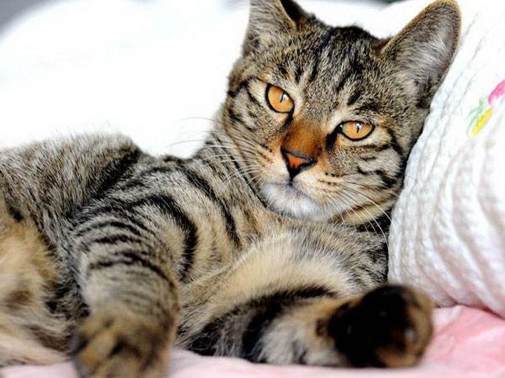 Кошачья экзотика — китайская кошка дракон ли хуа