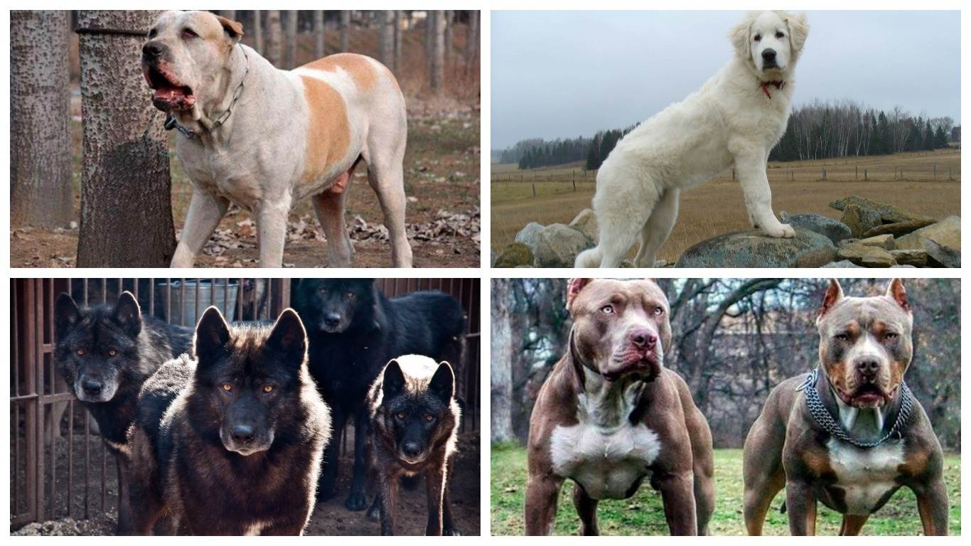 Все породы собак с фото и названиями