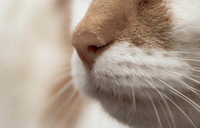 У кошки сухой нос