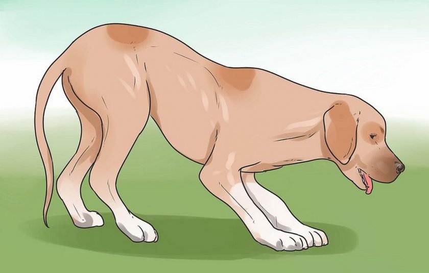 Почему собаки дышат ртом?