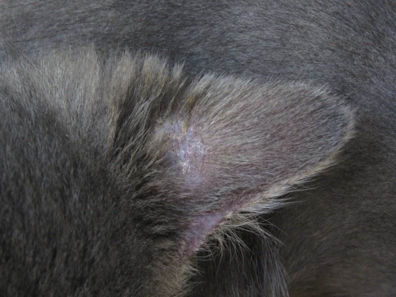 Грибковые заболевания кожи у домашних животных | апиценна