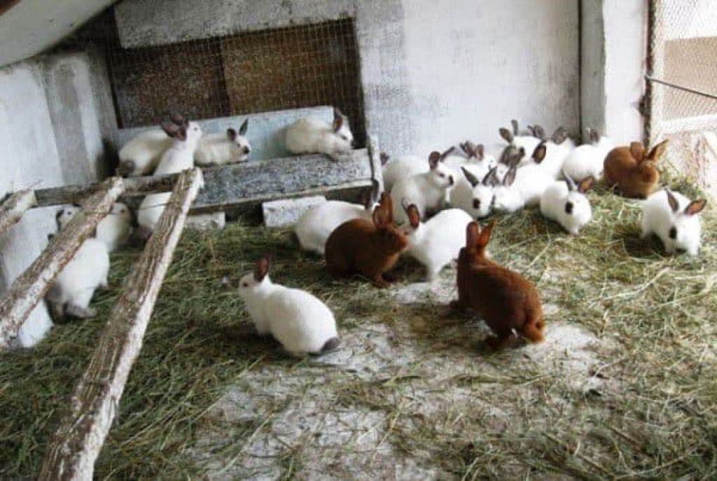 Разведение кроликов в домашних условиях: содержание, размножение и выращивание