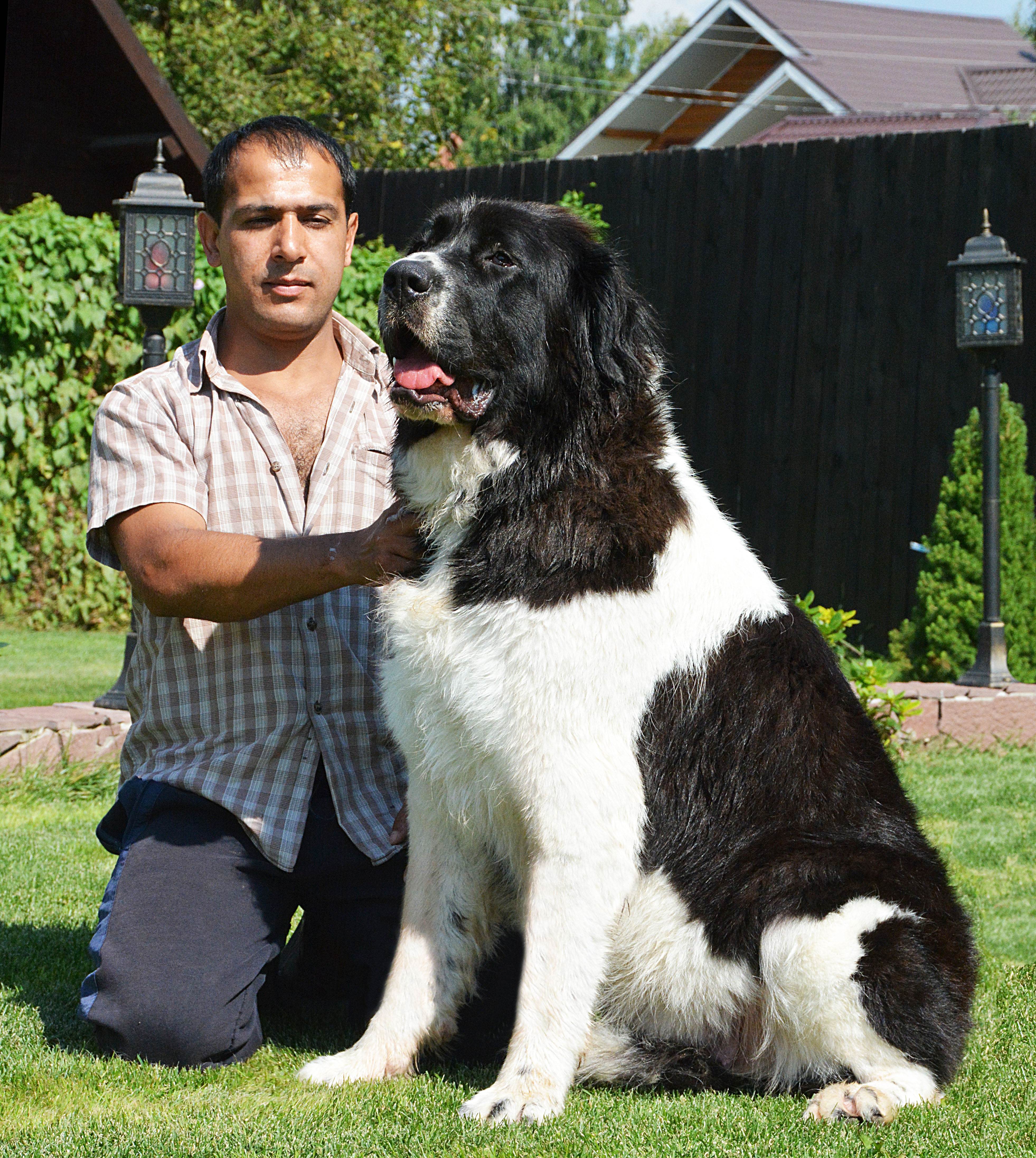 Рабочая сторожевая собака с независимым характером – болгарская каракачанская овчарка |