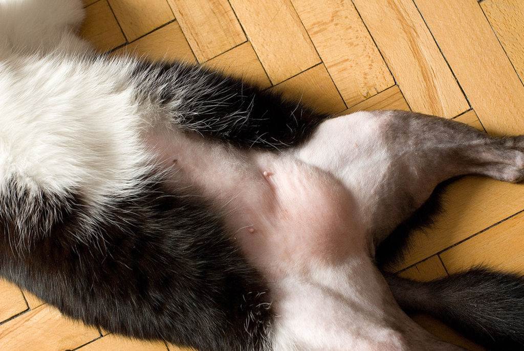 5 причин почему у кошки раздулся живот и бока - как лечить