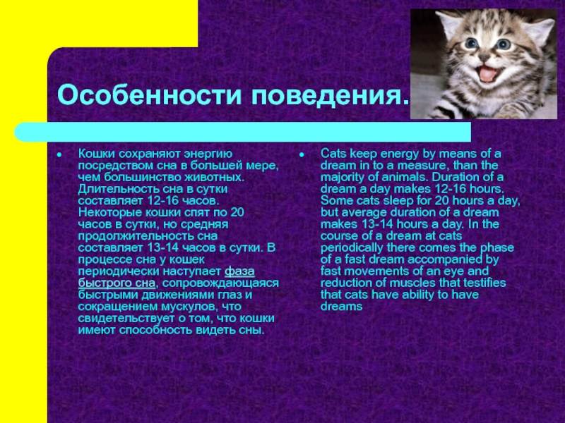 Сколько часов спят кошки в сутки