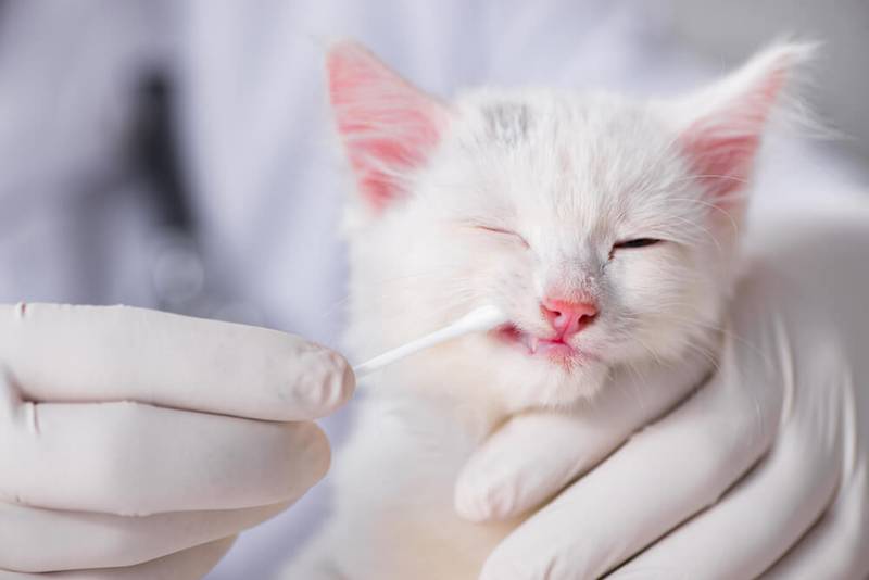 Микоплазмоз что это и как лечить у кошек и собакветлечебница рос-вет