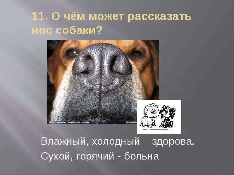 Каким должен быть нос у щенка в норме: что значит теплый или холодный нос, в чем заключается опасность