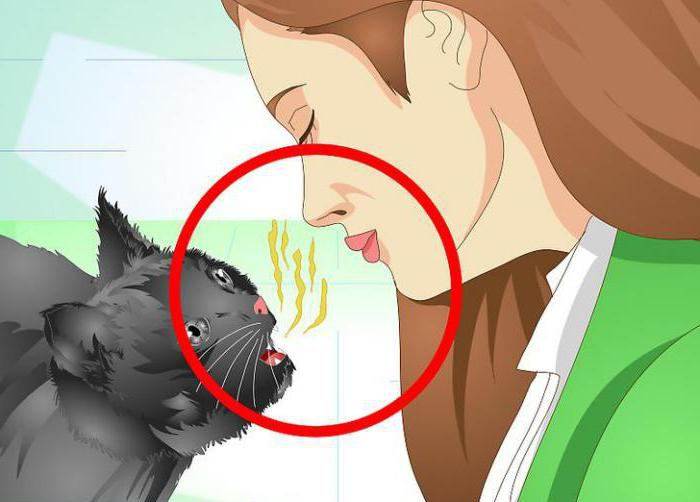 Плохой запах изо рта у кошки: с чем связан и как избавиться