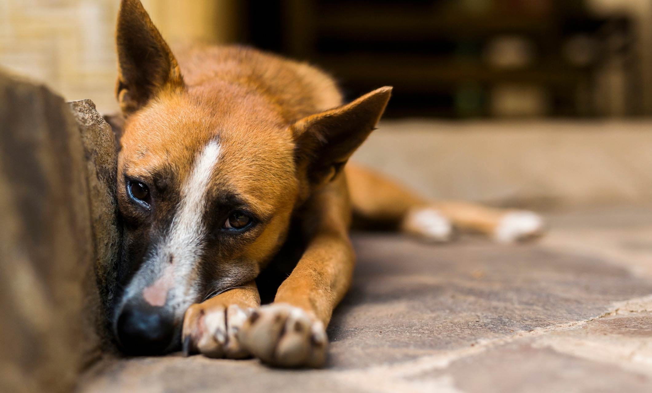 Знают ли собаки, когда мы грустим? :: инфониак