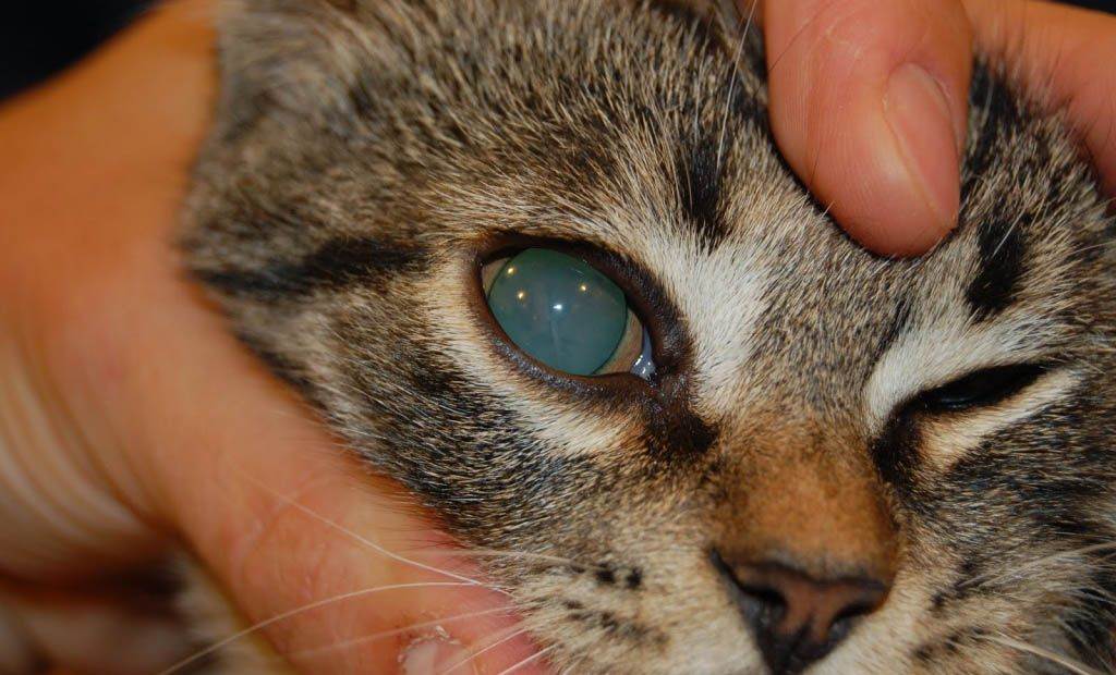 Берегите глаза кошек от кератита