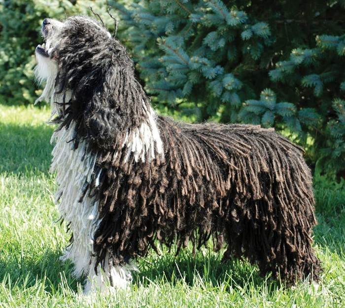 Породы собак с кудрявой шерстью: большие и маленькие разновидности, как ухаживать