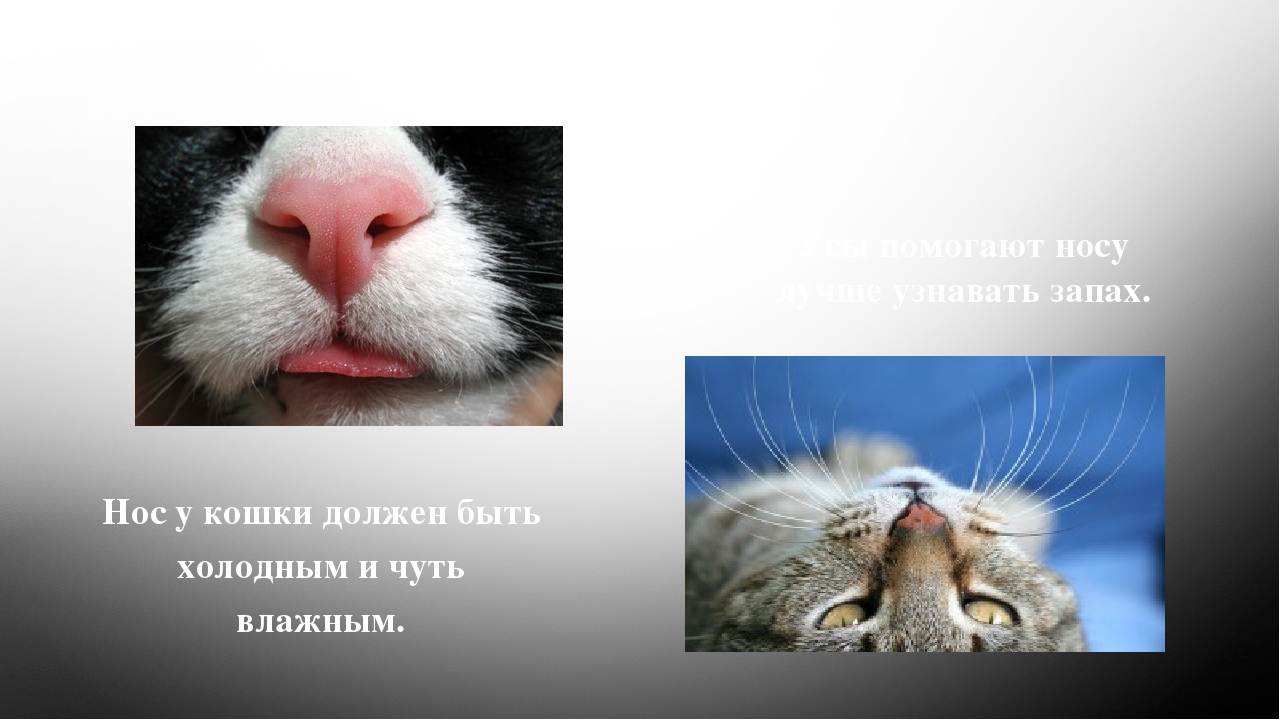 Какой должен быть нос у здоровой кошки: нормы и отклонения, тревожные симптомы, как осмотреть нос коши