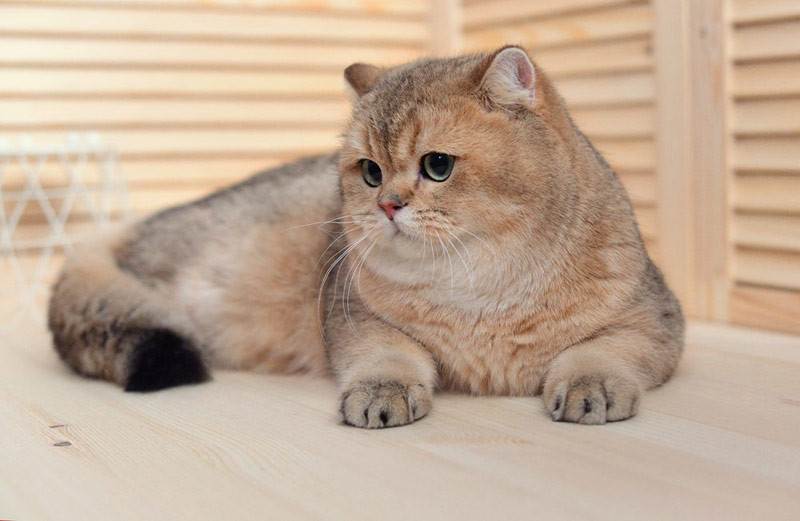 Кошка золотая шиншилла: описание породы, характер, особенности ухода и содержания :: syl.ru