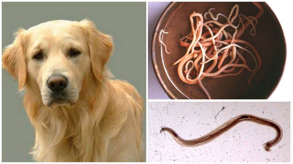 Как понять, что у собаки глисты: важные детали, которые вас предупредят о болезни | ваши питомцы