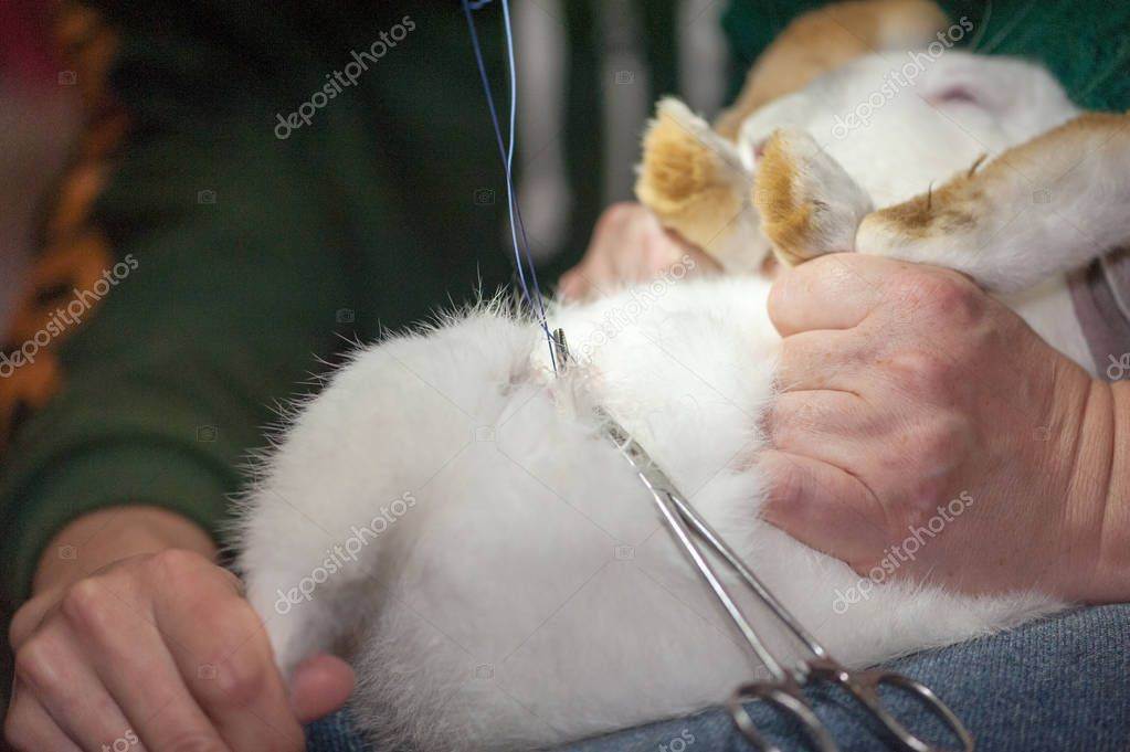 Кастрация кроликов: как кастрировать своими руками в домашних условиях закрытым способом, сколько стоит процедура для декоративного кролика, стерилизация