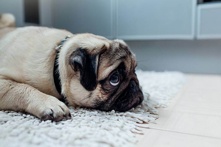 5 причин, почему собака грустит - что делать