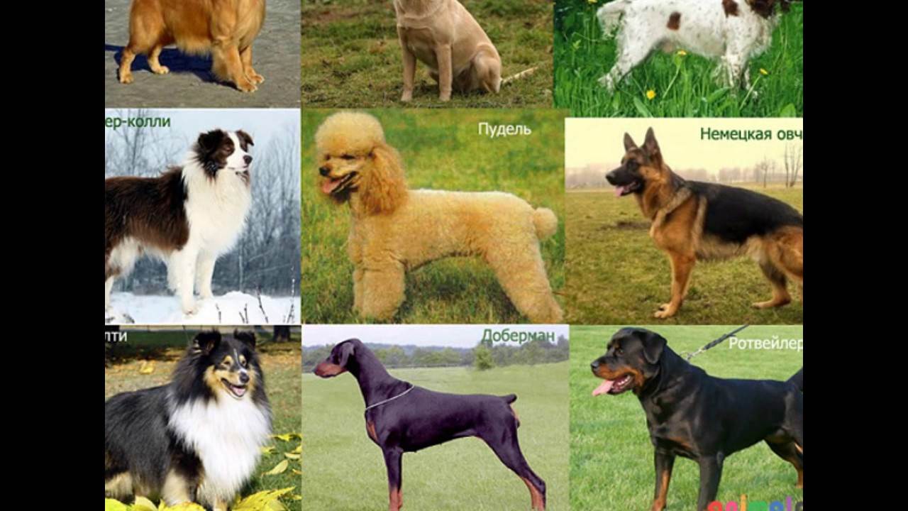 Породы собак - полный список пород собак с фото. породы собак по алфавиту
