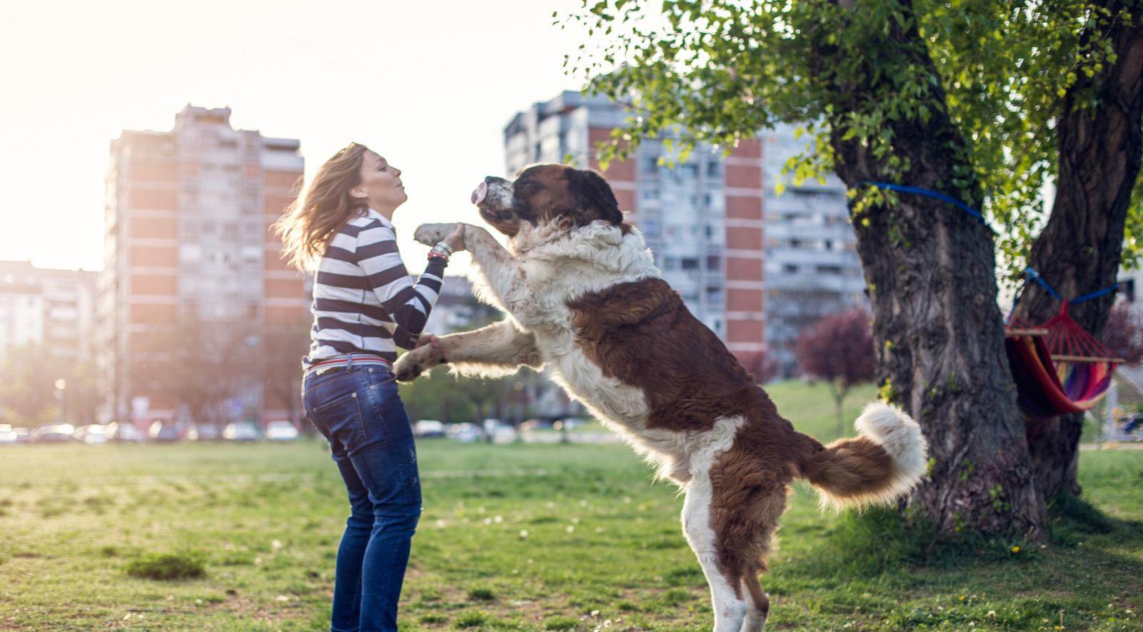 Почему собака прыгает на человека: как отучить в разном возрасте, советы и рекомендации