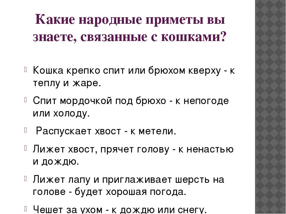 Чужой кот пришёл в дом: приметы и суеверия