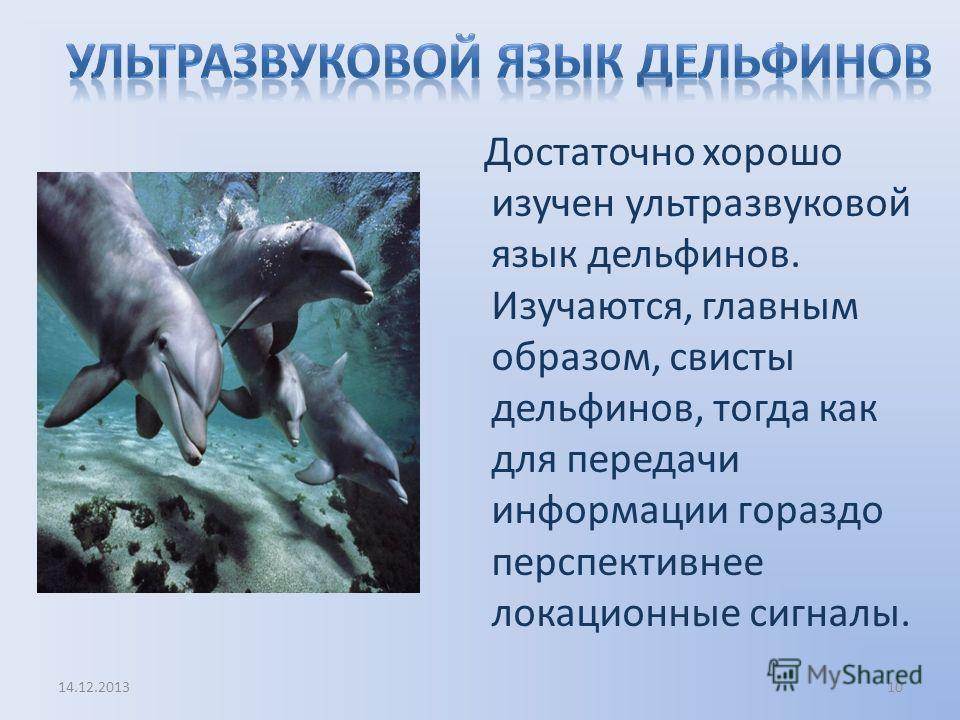 Мозг дельфинов и человека: особенности, сравнения, испытания ученых