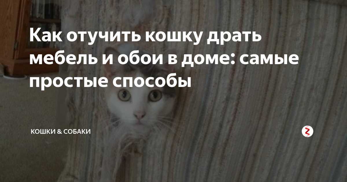 ᐉ как отучить кошку драть обои? - ➡ motildazoo.ru