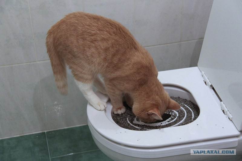 Как понять, что котенок хочет в туалет: признаки и сигналы | ваши питомцы