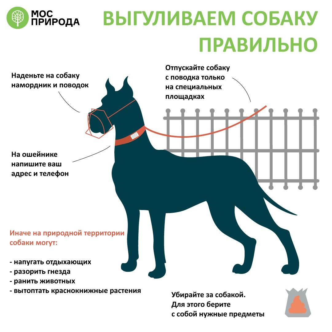 Закон 2021 года о выгуле собак в москве и московской области