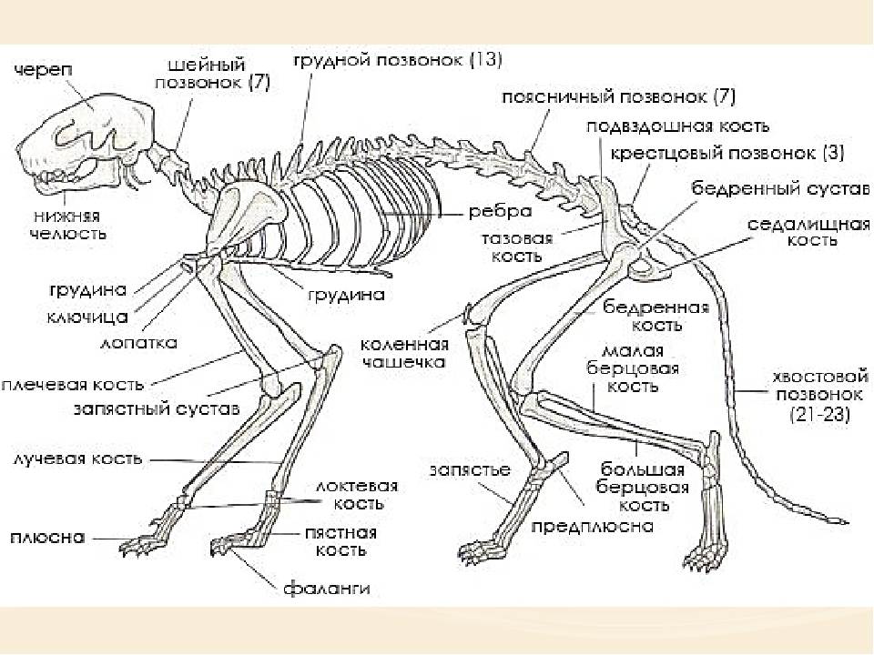 Строение скелета кошки
