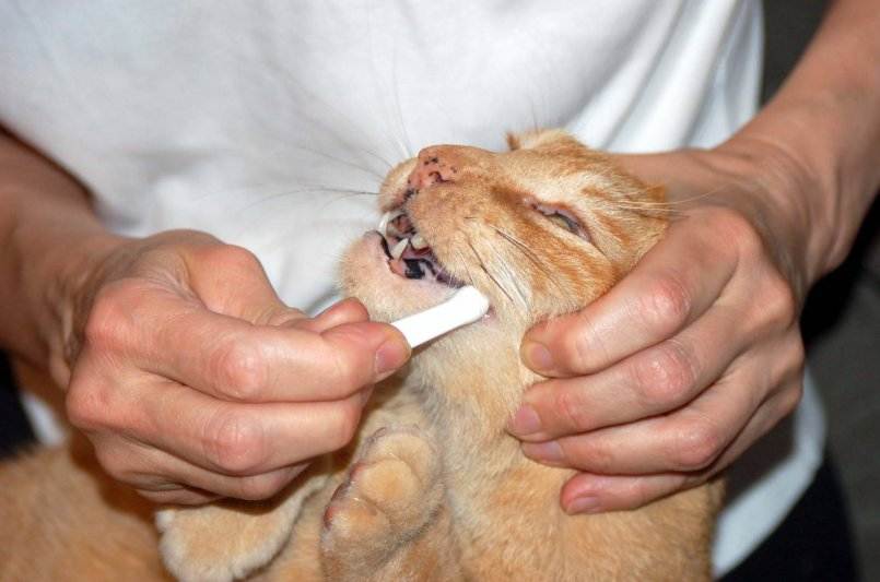Стоматит у кошек – описание, симптомы, лечение, профилактика