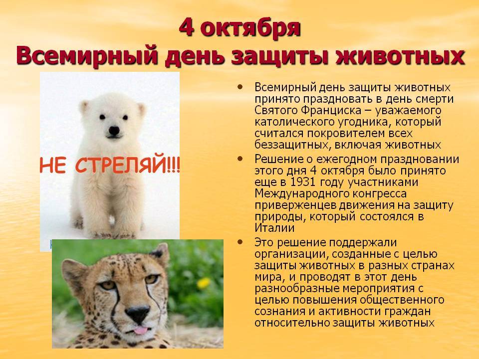 Зачем защищать животных. Международный день защиты животных. Всемирный день животных. Проект защита животных. Защита животных презентация.