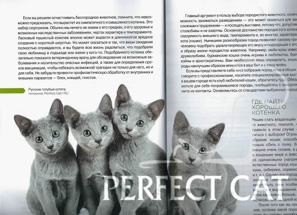 Нибелунг: описание породы кошек и характера, уход, фото