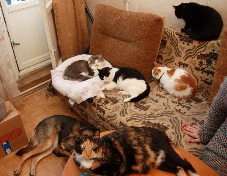 Адаптация кошки в новом доме – как помочь кошке привыкнуть к новому месту? | hill's pet