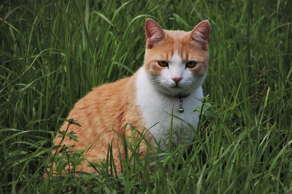 ᐉ правила содержания кошек в россии - ➡ motildazoo.ru