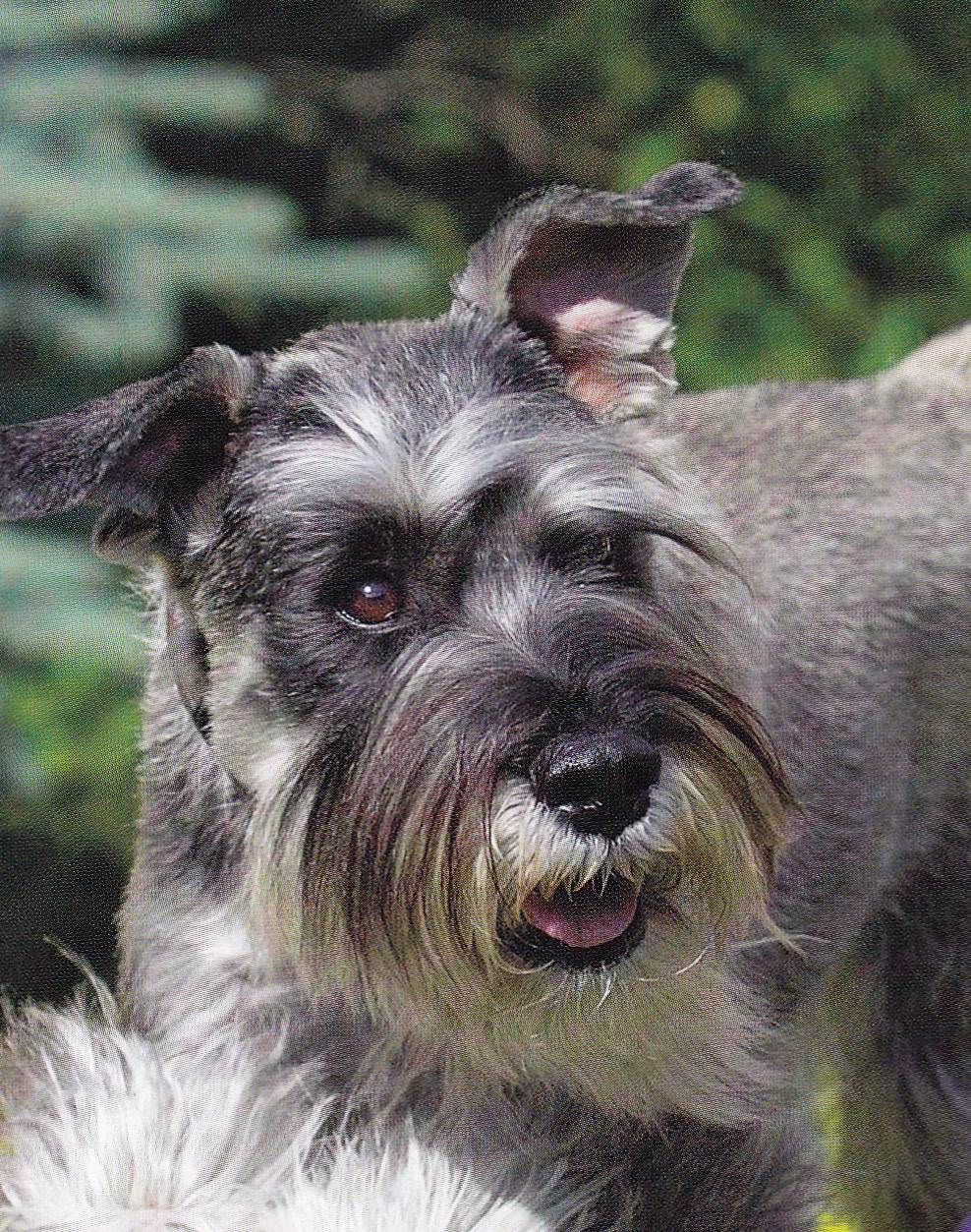 Шнауцеры (миттельшнауцер, карликовый шнауцер): фото и описание разновидностей породы собак, история породы