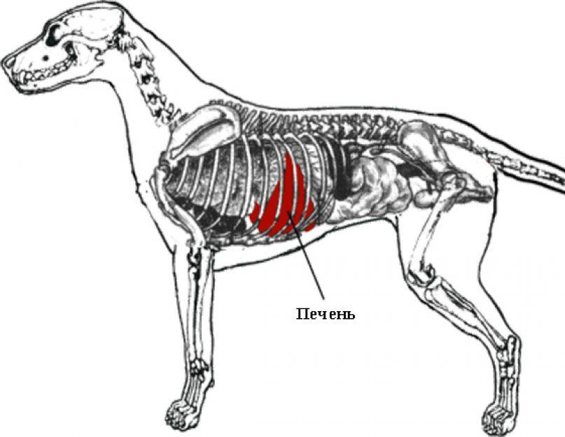 Проблемы с печенью у собаки. Анатомия селезенки собаки. Топография печени у животных. Топография печени собаки.
