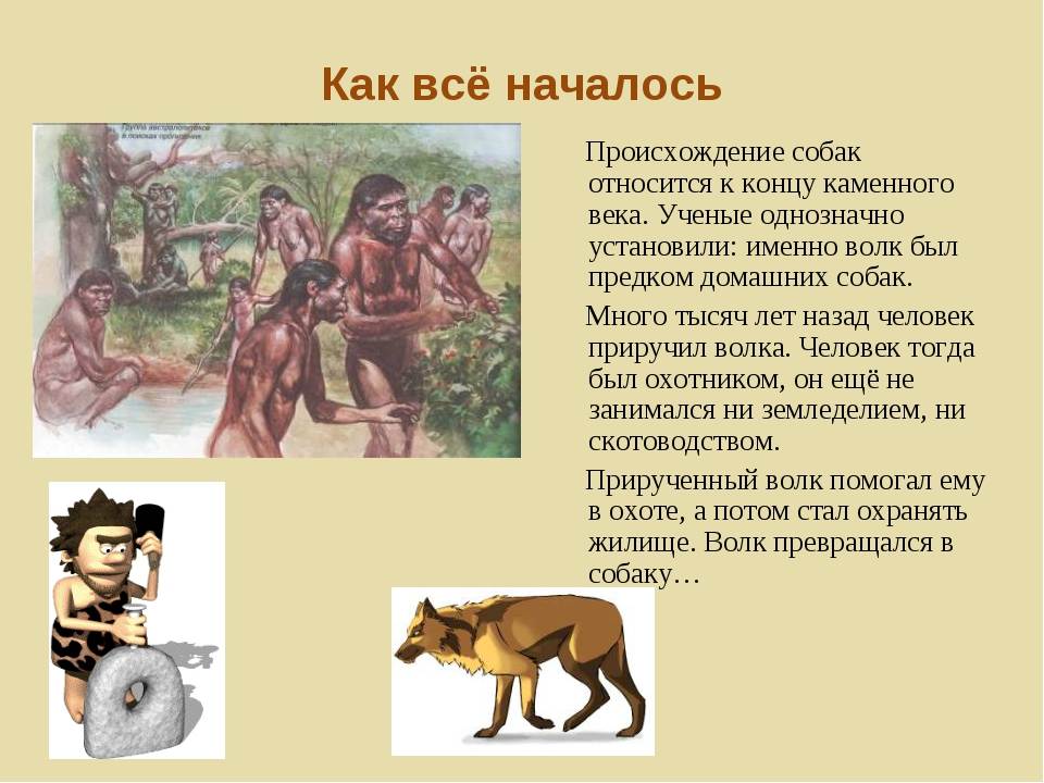 Какая порода собак считается самой древней: время появления животного