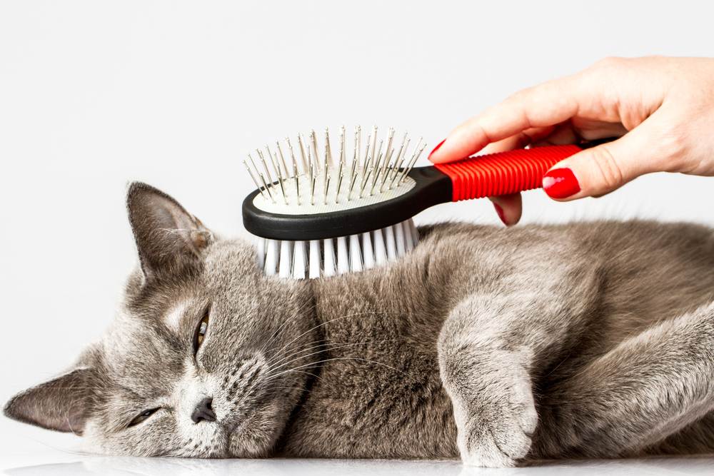 ᐉ как избавиться от шерсти кошки в квартире? - ➡ motildazoo.ru