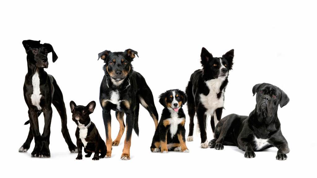 Что делать с непослушной собакой: непослушные породы собак, ошибки начинающих владельцев, методы воспитания и корректировки поведения
