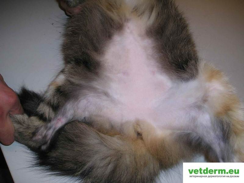 Дерматиты у кошек: классификация, симптомы, лечение | блог ветклиники "беланта"
