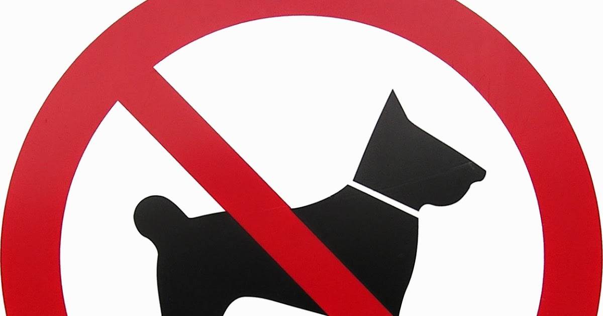 Вход запрещен: почему в магазины нельзя заходить с собаками - gafki.ru