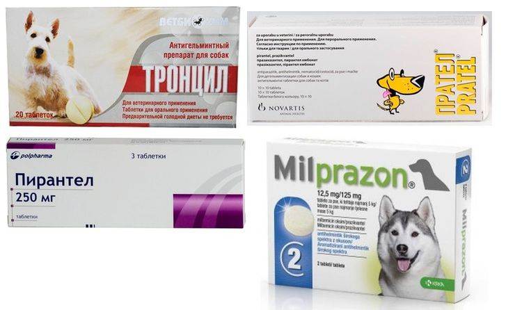 Цистит у собак: симптомы, лечение в домашних условиях, таблетки