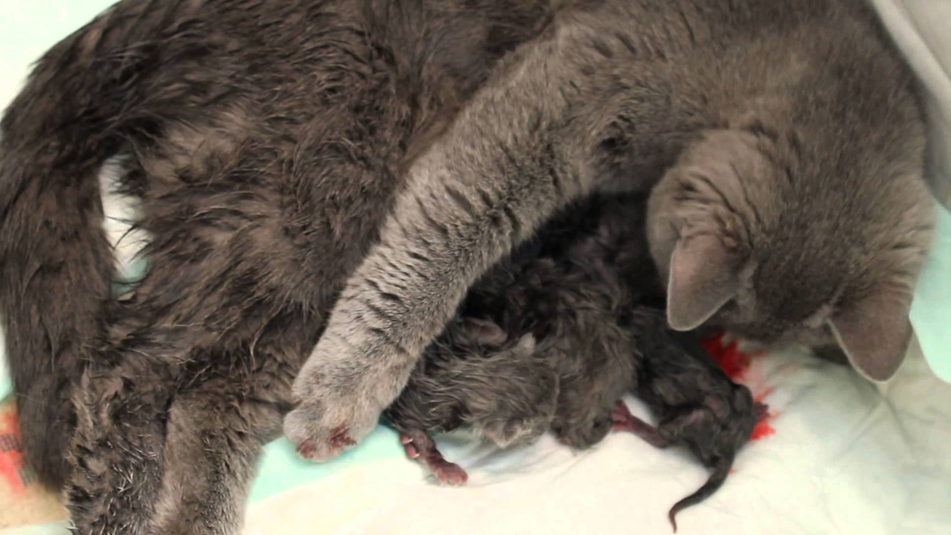 4 признака, что кошка беременна первый раз