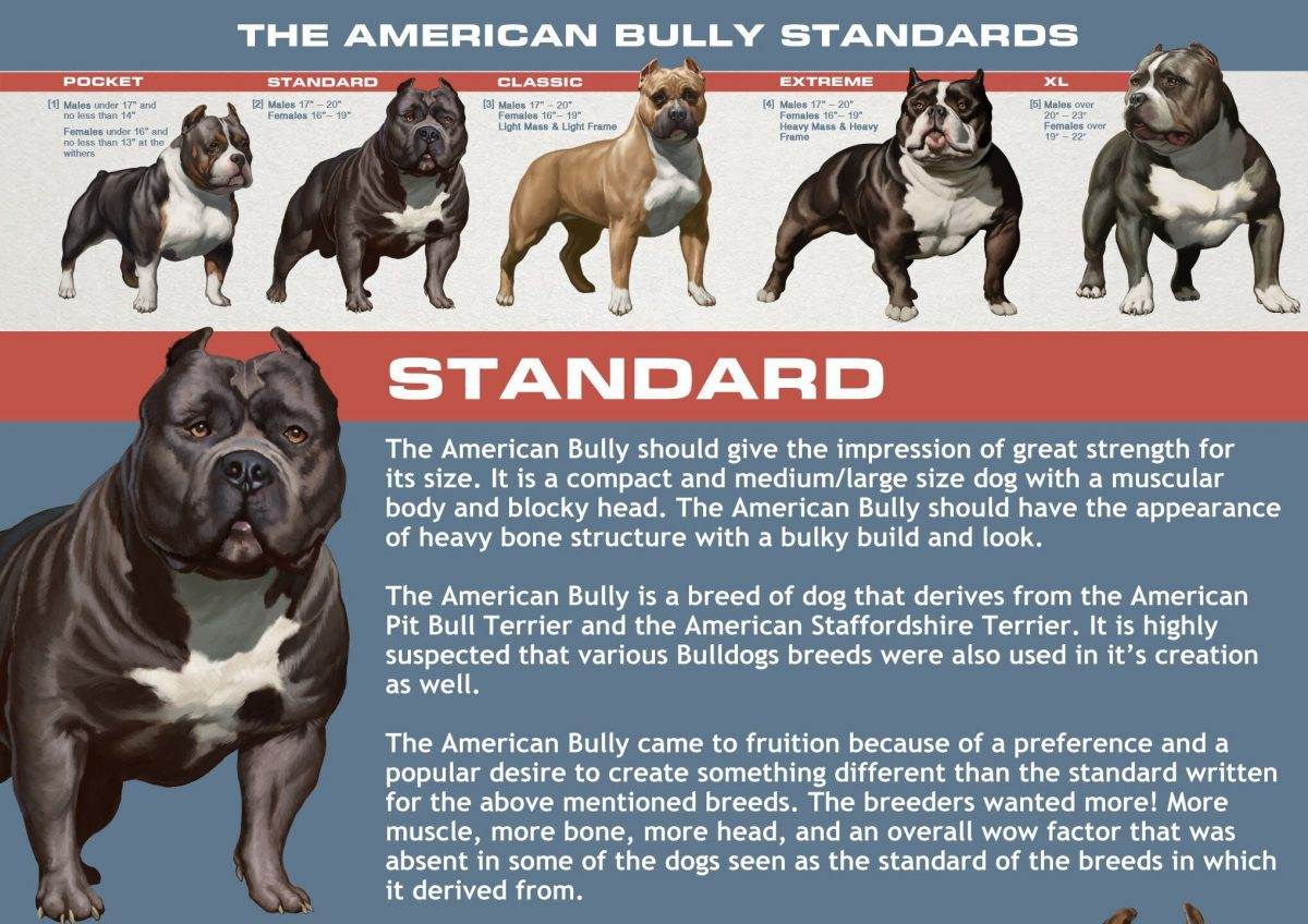 Американский булли: описание породы с фото и рекомендации по уходу за собакой